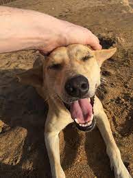 Sinhala Hound (Sri Lankan street dog) puppy for adoption in Angoda, Colombo