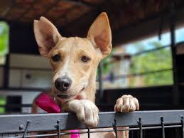 Sinhala Hound (Sri Lankan street dog) puppy for adoption in Avissawella, Colombo