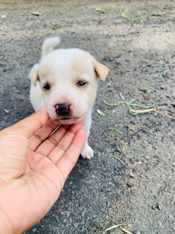 Sinhala Hound (Sri Lankan street dog) puppy for adoption in Athurugiriya, Colombo