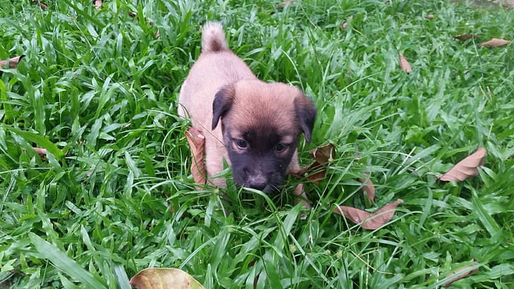 Sinhala Hound (Sri Lankan street dog) puppy for adoption in Colombo 12, Colombo