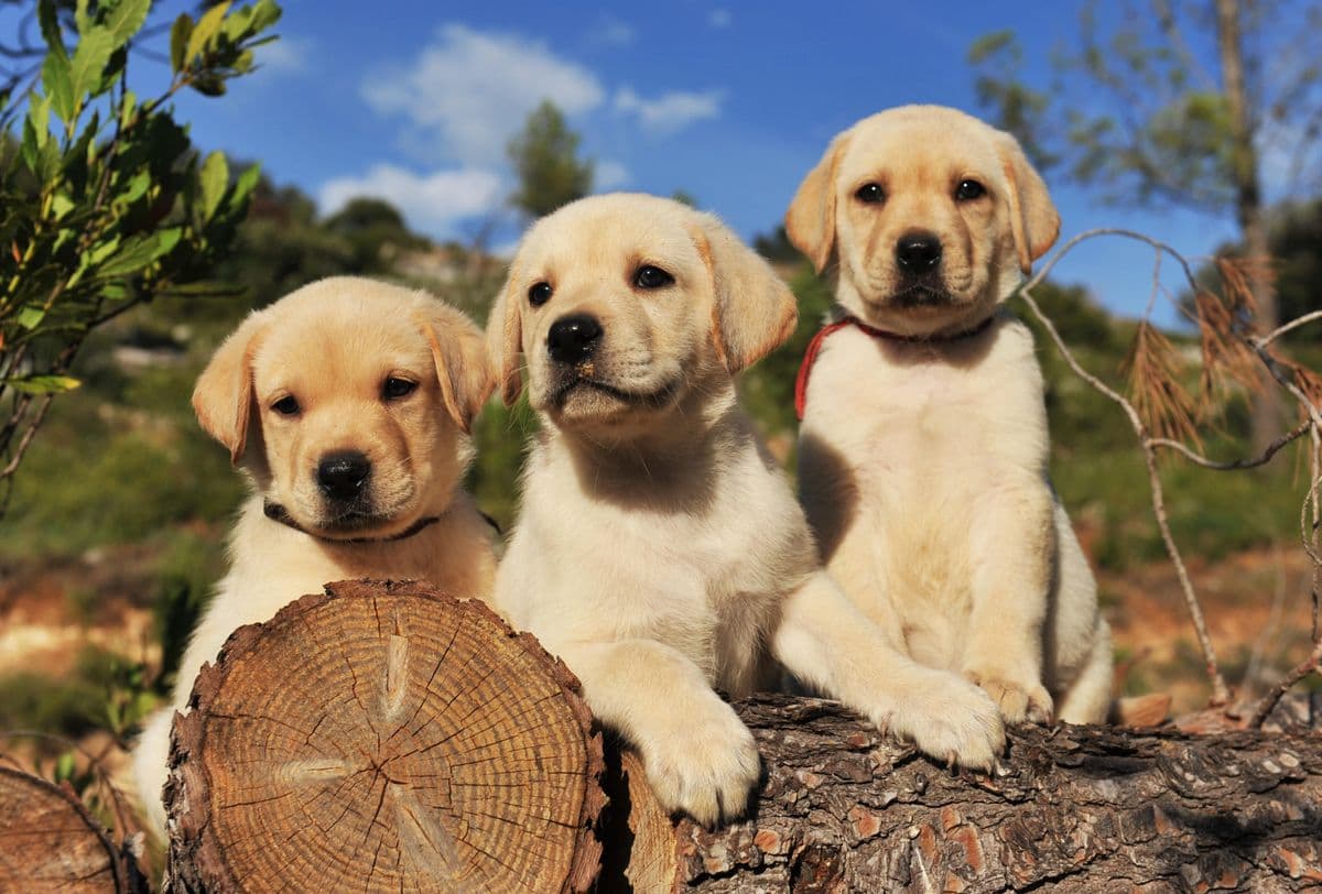 Labrador Retriever puppy for sale in Boralesgamuwa, Colombo