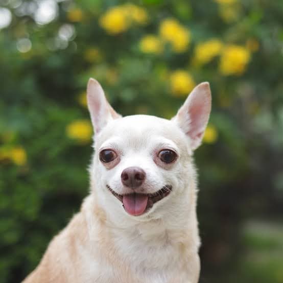 Best Grooming, a Groomer in Alawatura, Kegalle