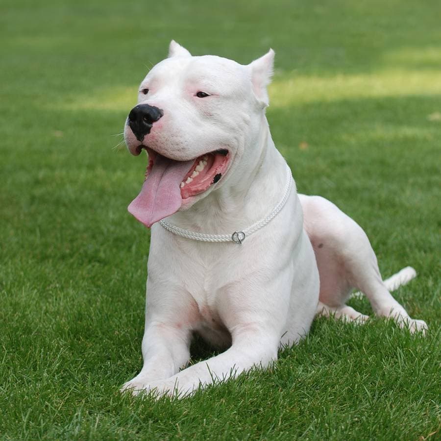 Dogo Argentino puppy for sale in Colombo 9, Colombo
